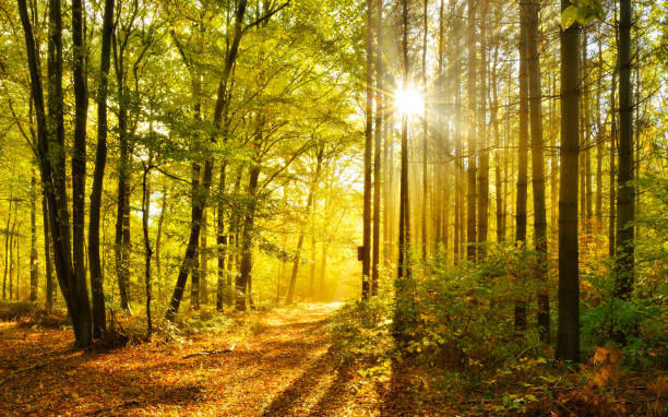 File:Wald4.jpg